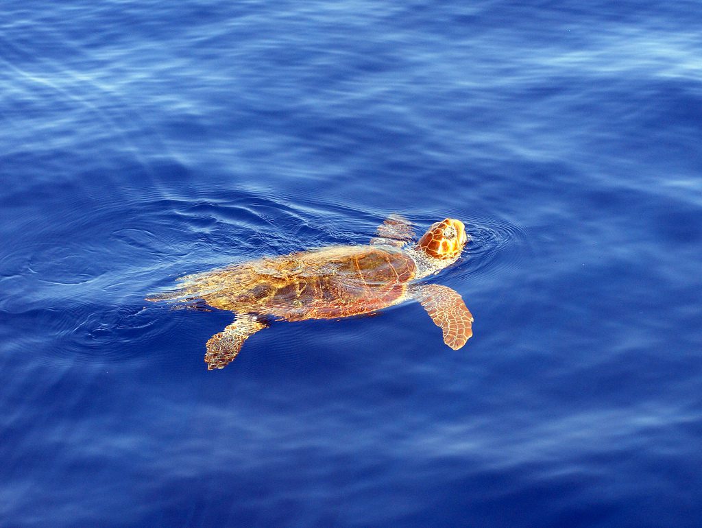 “Sulle tracce della Caretta caretta”, live talk del Museo del Mare su monitoraggio nidi