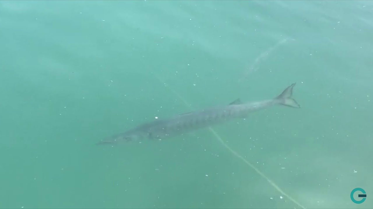 I barracuda al porto di Camerota