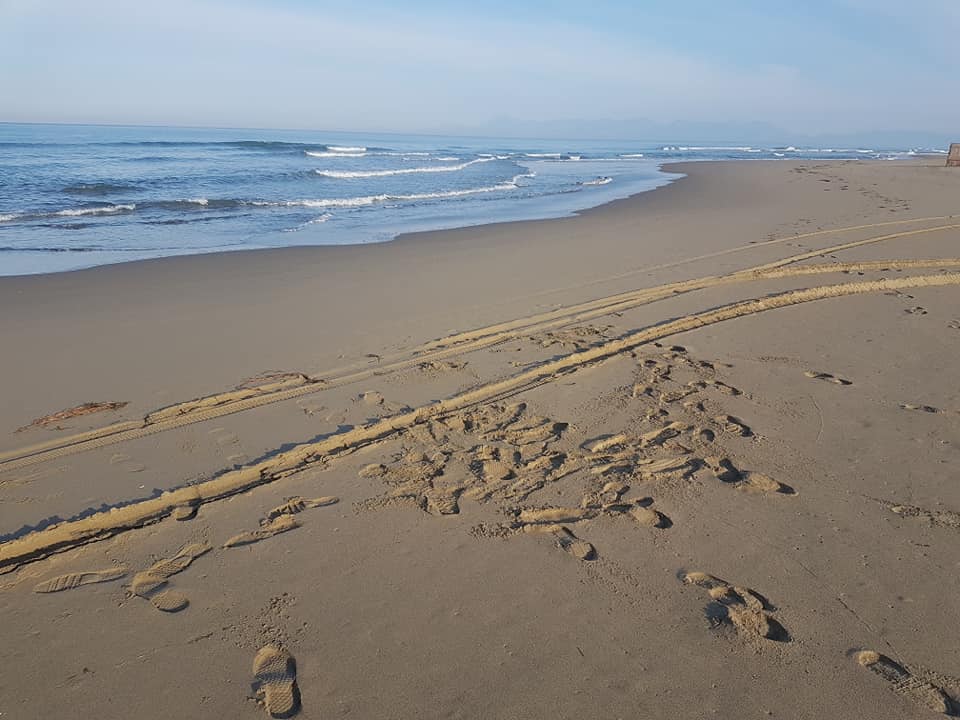 Tartaruga Caretta Caretta nidifica in Cilento, Enpa: ecco il vademecum, bagnanti siano attenti