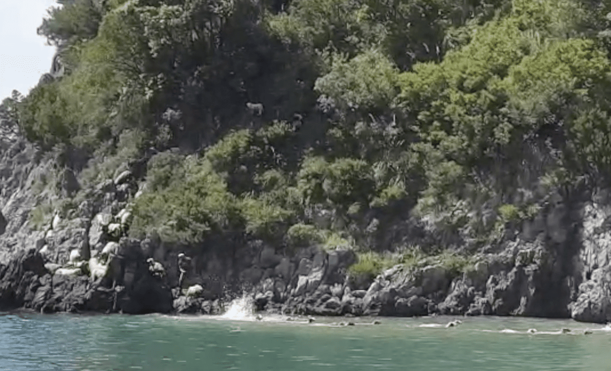 Cilento, dove le pecore si tuffano in mare per raggiungere la spiaggia