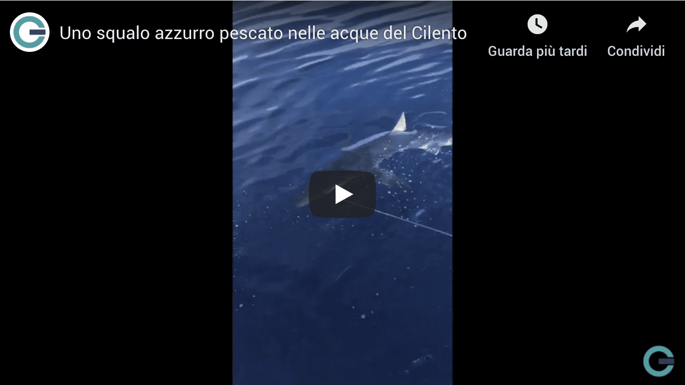 Uno squalo azzurro pescato nelle acque del Cilento
