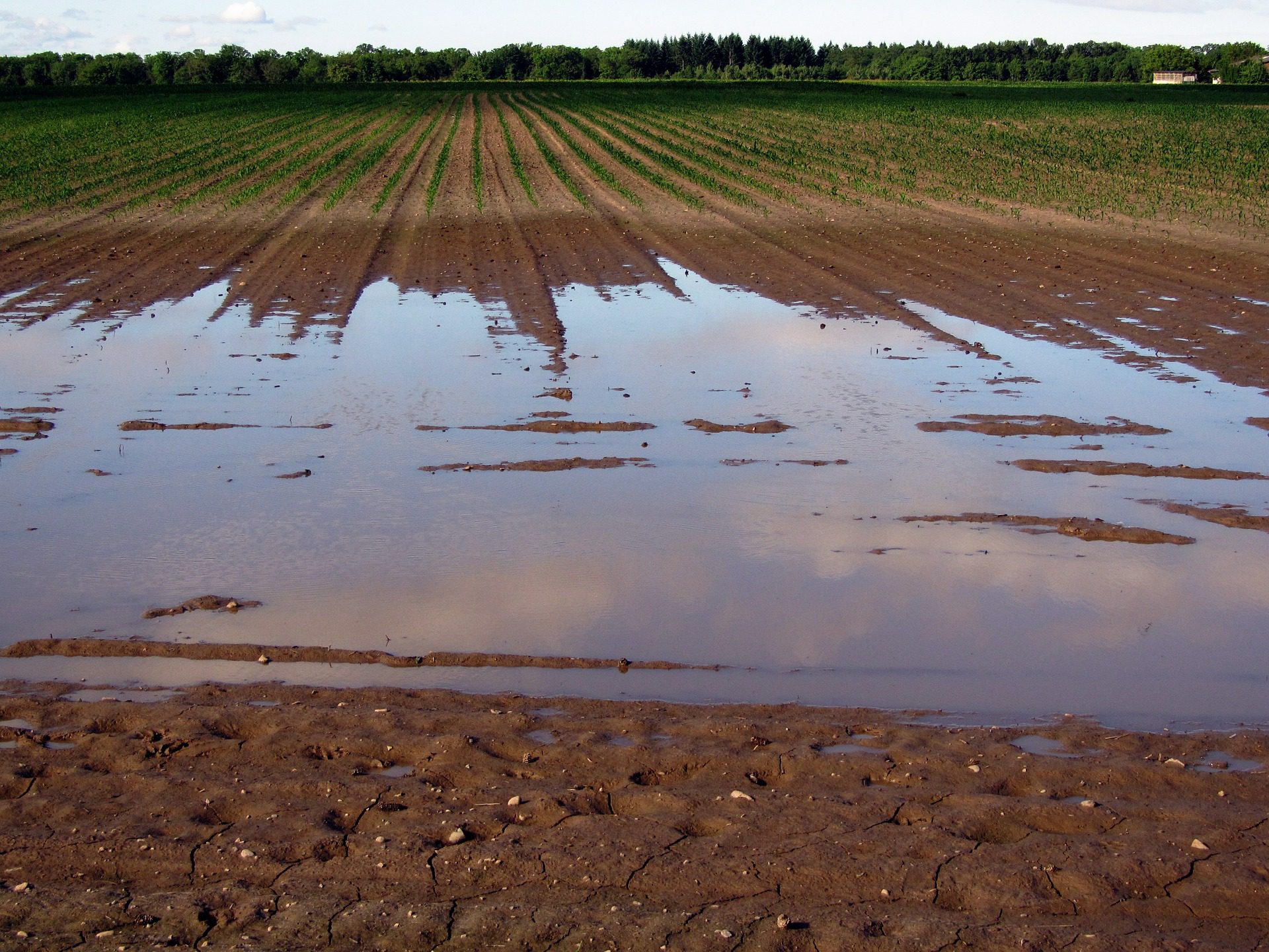 Cilento, maltempo: agricoltori in ginocchio. Chiesto stato calamità