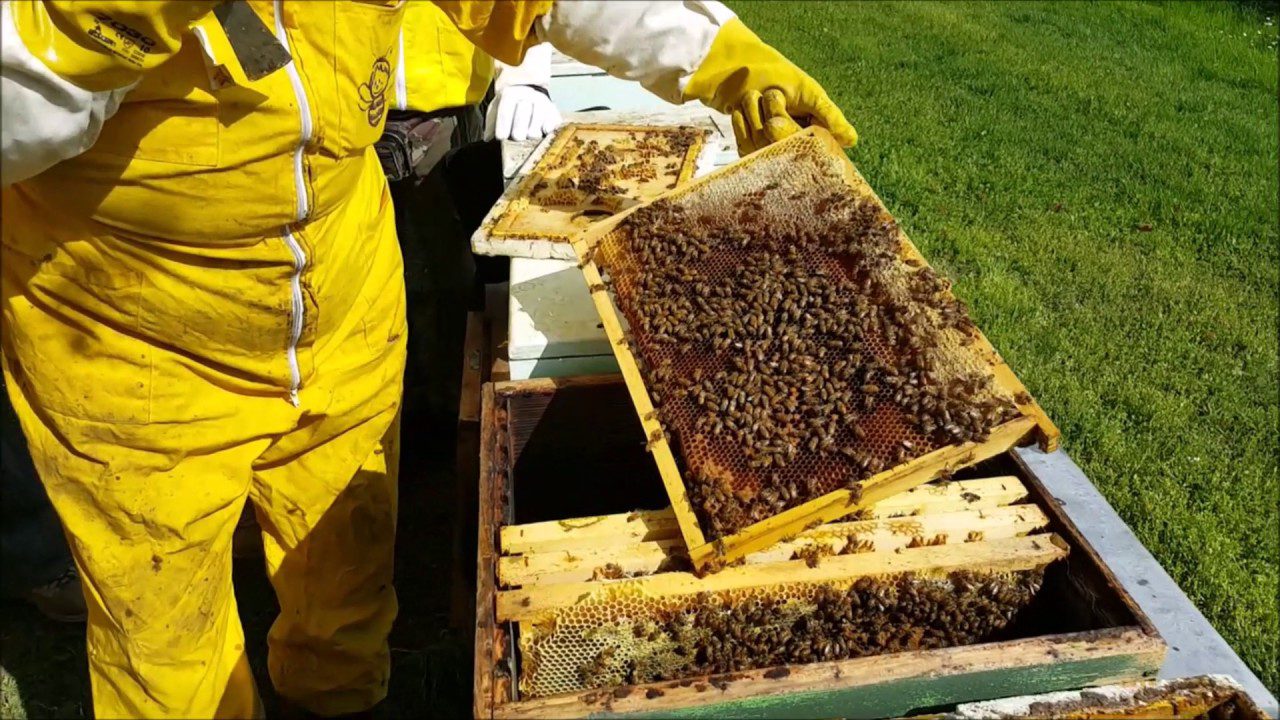 Apicoltori Cilento aderiscono a giornata mondiale api