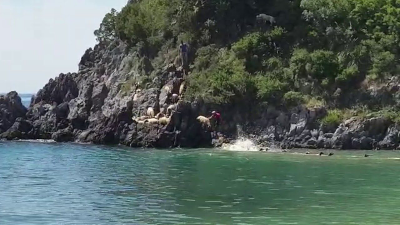 Cilento, il tuffo delle pecore