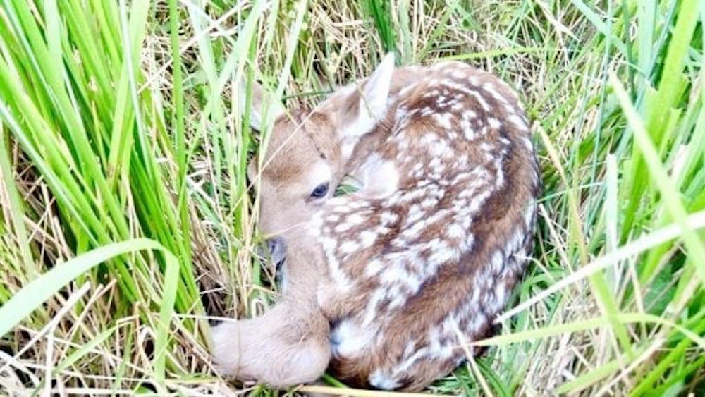 Nell’oasi del Cilento nasce Bambi, il cucciolo di capriolo
