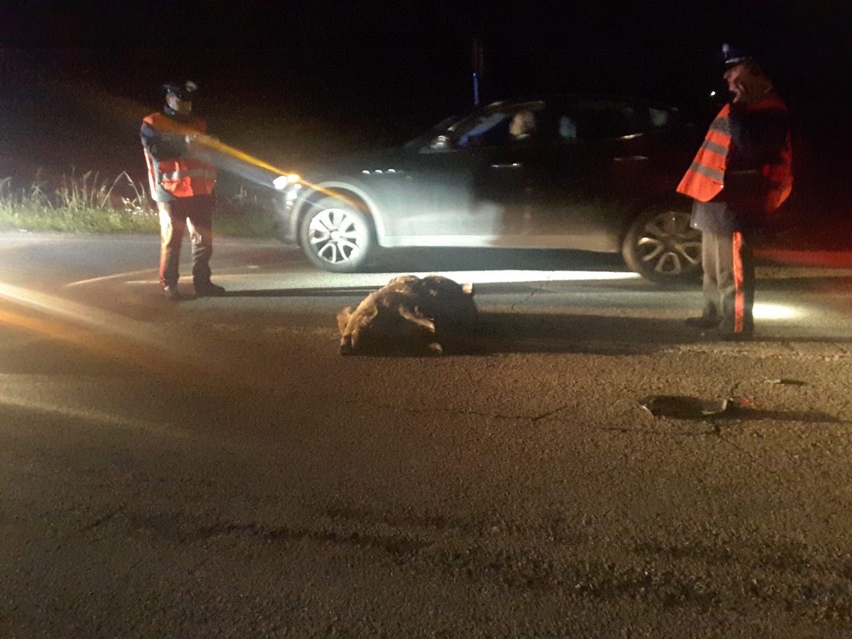 Paura in Cilento, auto travolge cinghiale: animale morto, conducente illeso