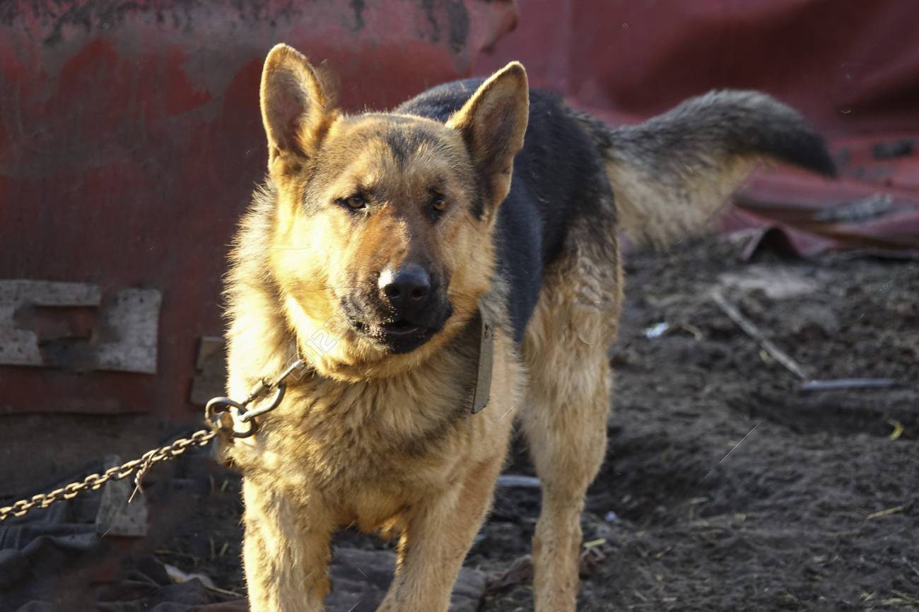 Cilento, cane azzanna padrona al volto: 85 punti di sutura