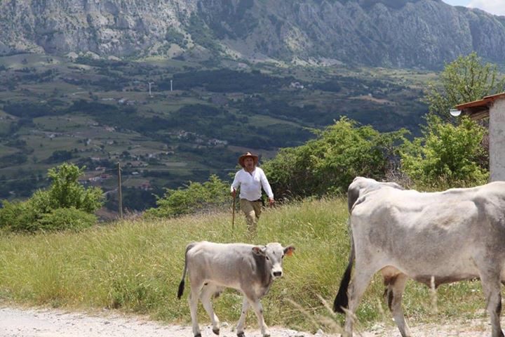 Sirino in transumanza, la vitellina più bella diventa “Miss Podolica”