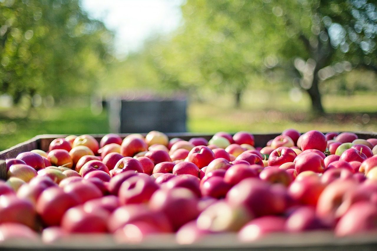 Frutta sottopagata, imprenditori Cilento sul piede di guerra