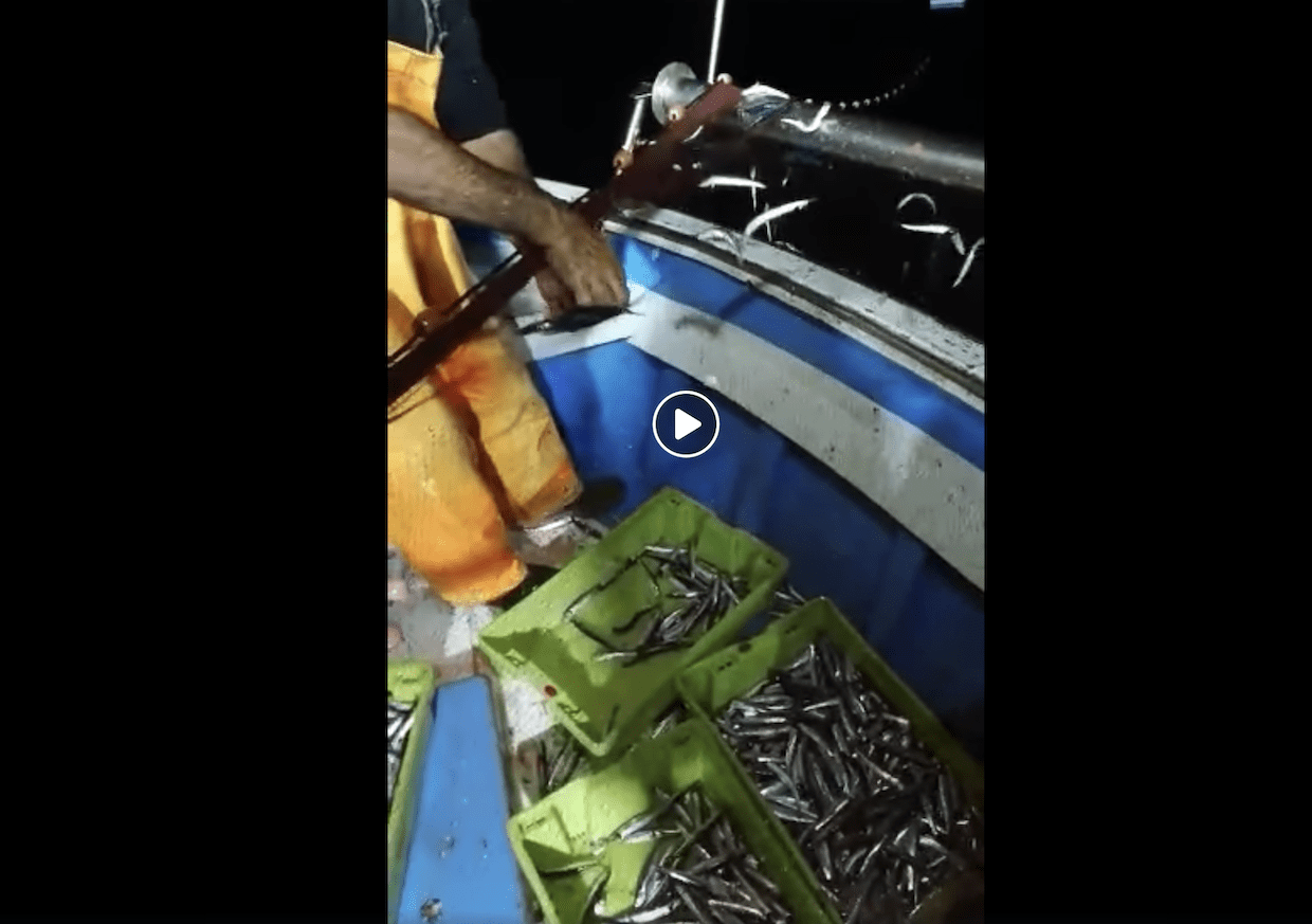 Pisciotta: la straordinaria pesca alle alici di Menaica