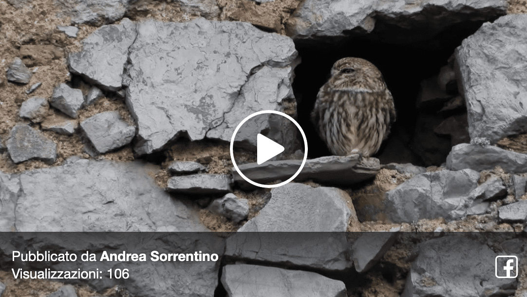 Al Tornito di San Giovanni a Piro una guardiana un po’ particolare