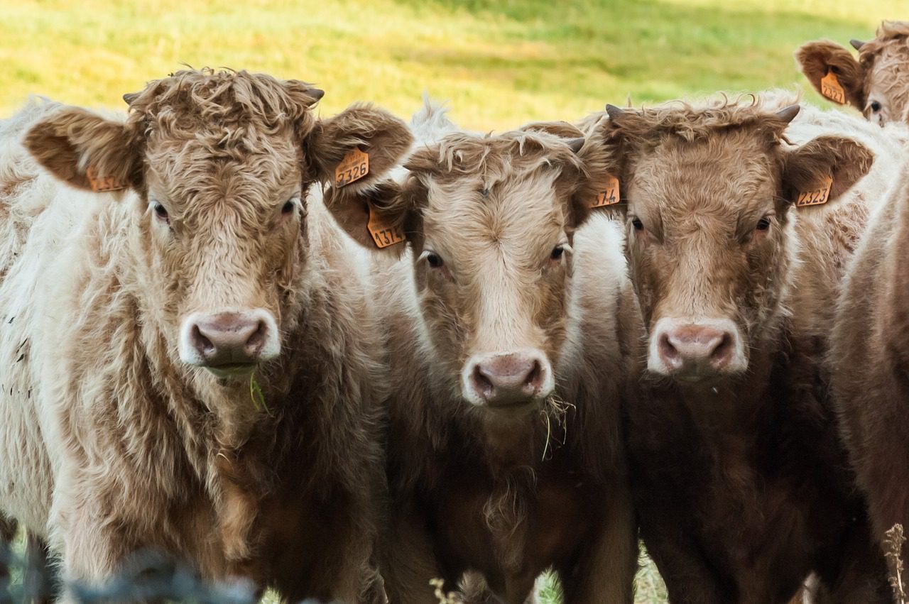 Veleni e tumori, è allarme bovini nel Parco