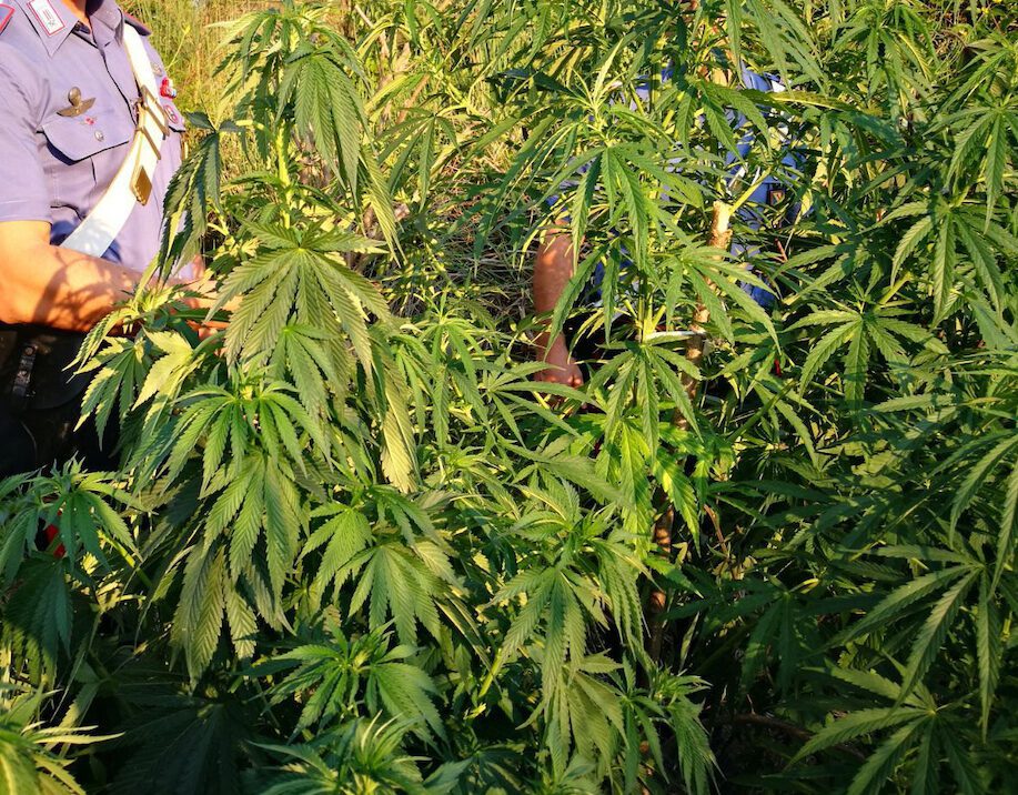 Cilento, carabinieri scoprono piantagione di marijuana