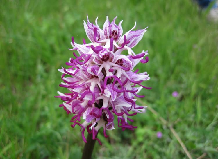 Sassano, la primavera esplode con il gran finale della Valle delle Orchidee