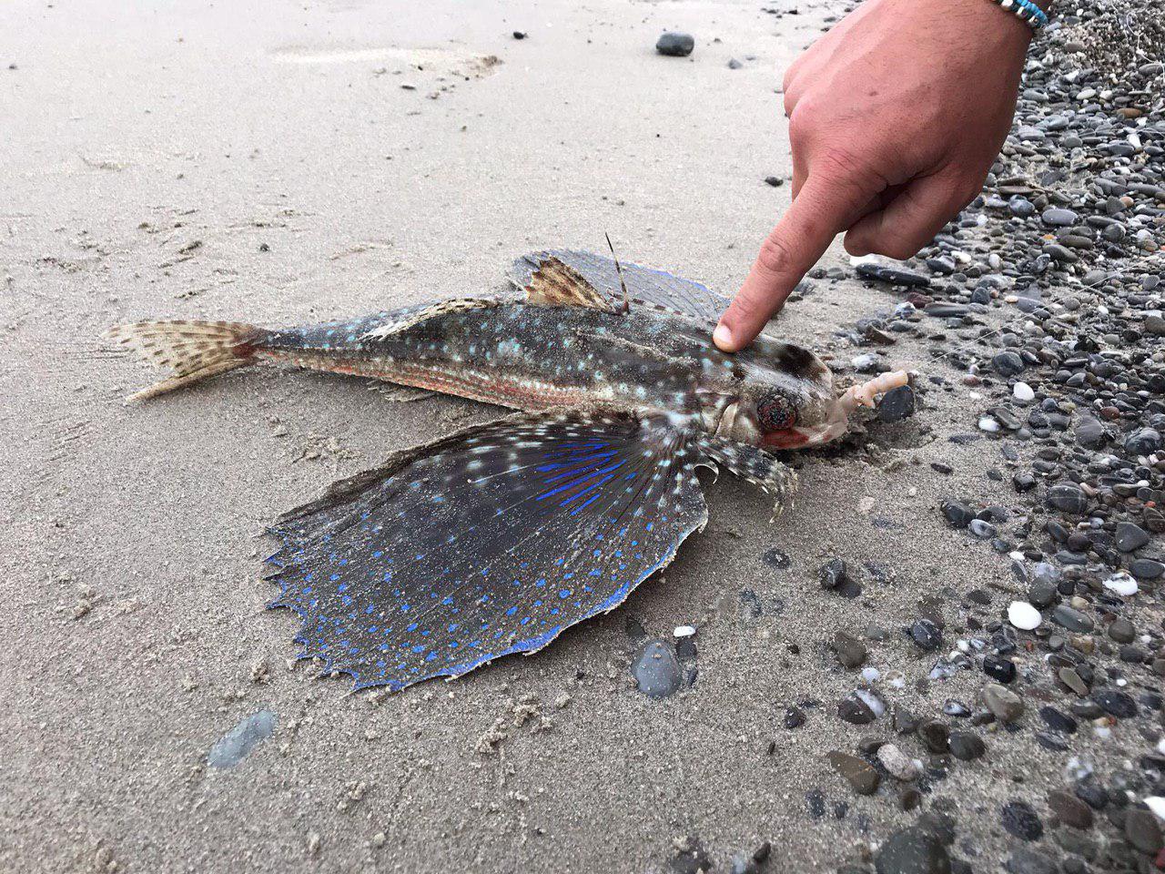 Cilento, in spiaggia spunta un pesce con le ali