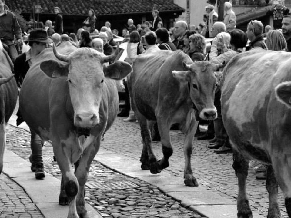 Cilento: il ‘rituale’ della transumanza si ripete, poi la festa e il caciocavallo