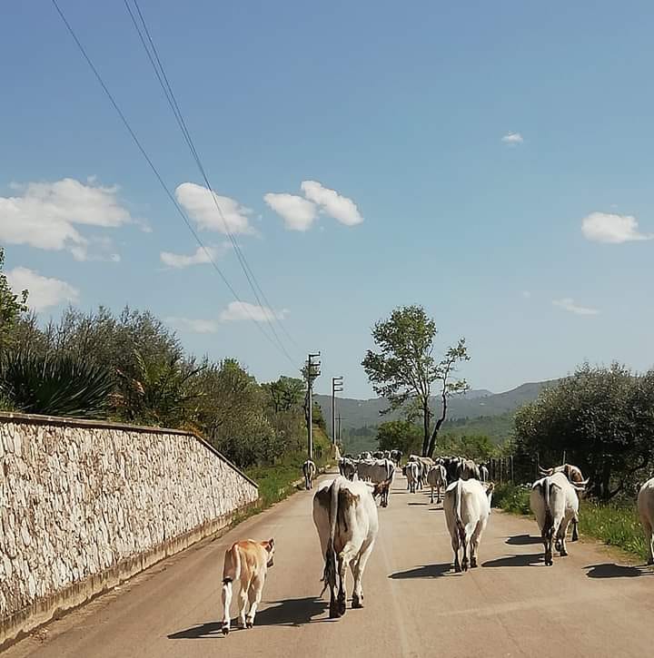 A Corleto Monforte tre giorni di festa dedicati alla transumanza