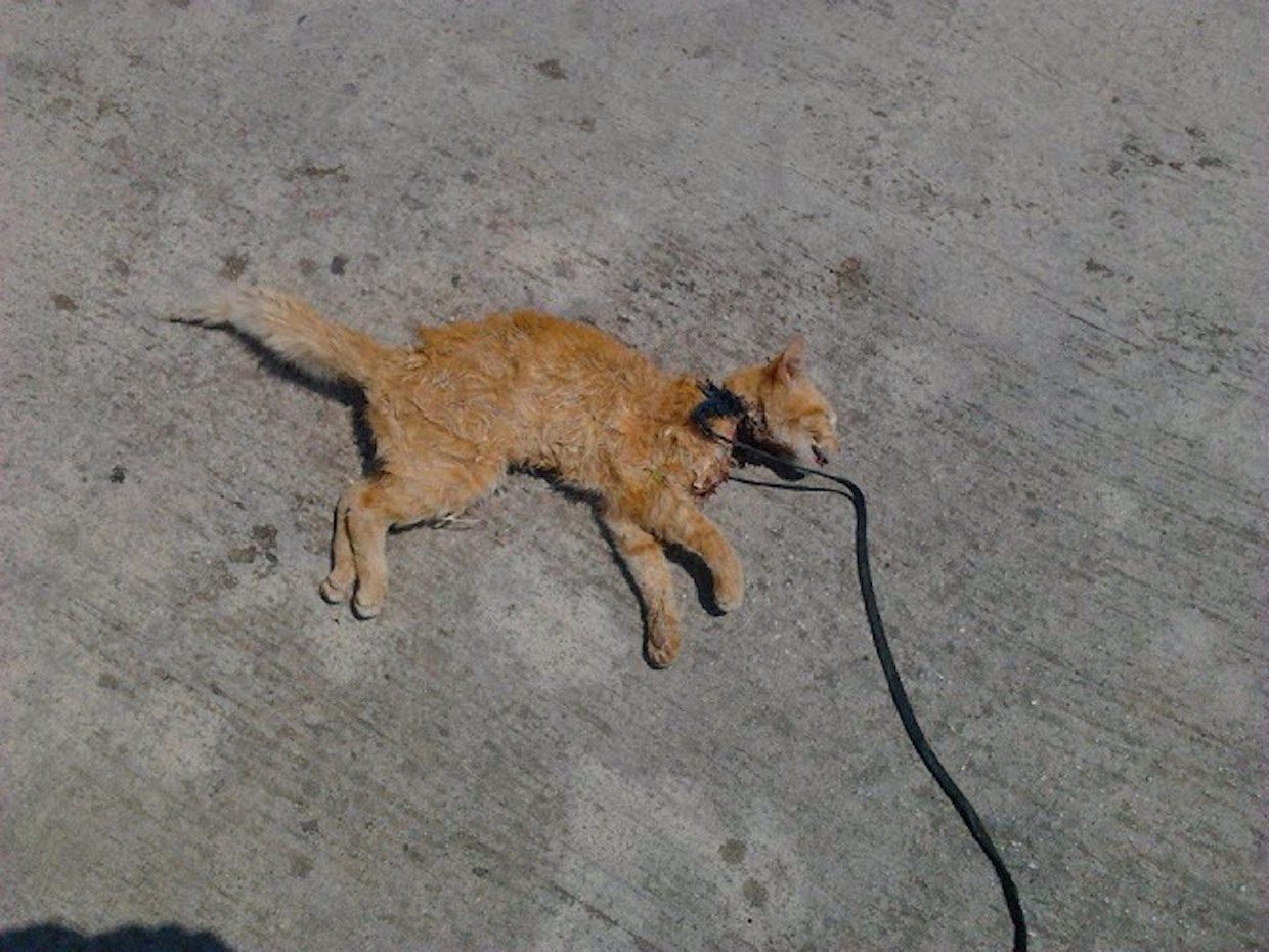 Cilento, gatto ucciso con cappio al collo: s’indaga