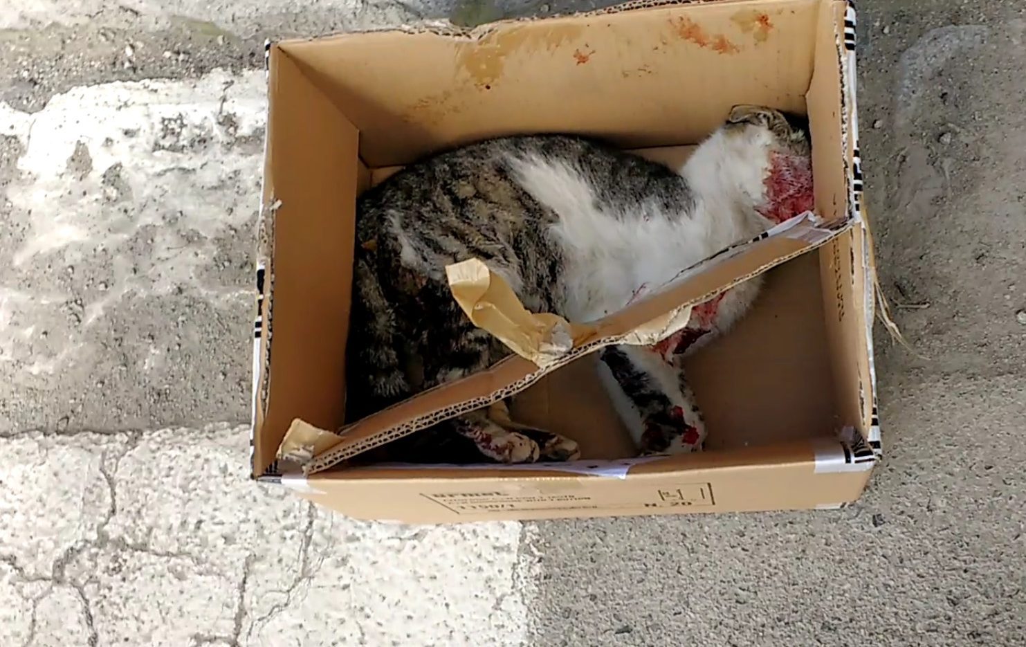 Strage di gatti nel Cilento: animali massacrati e avvelenati