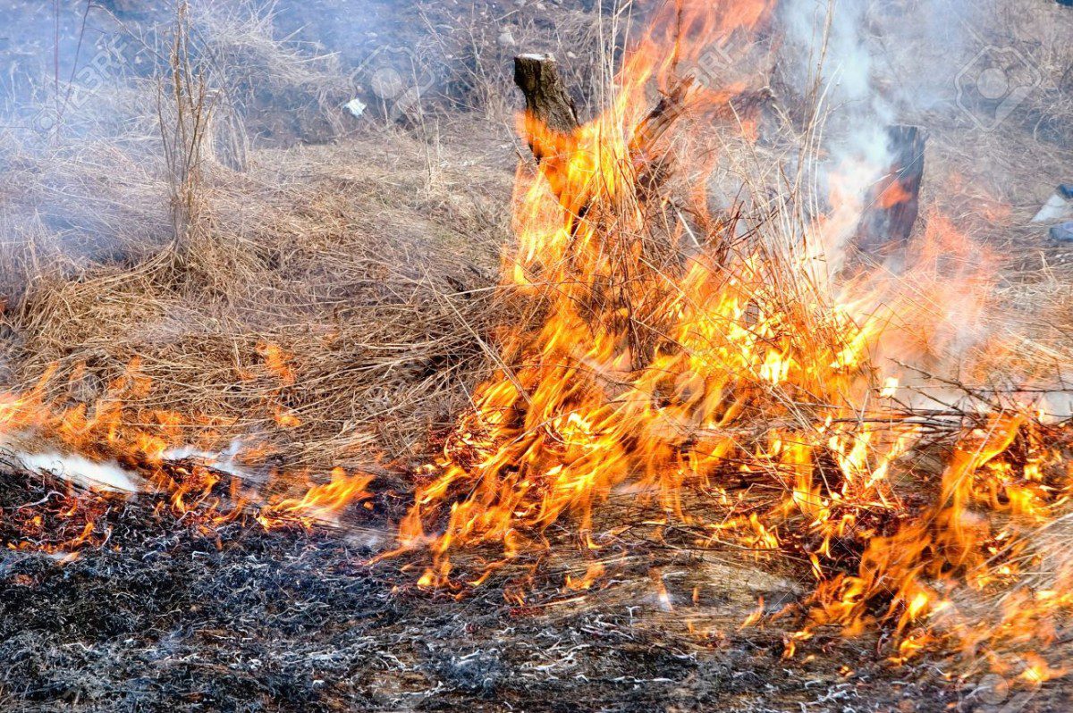 Uliveto in fiamme, denunciato il responsabile