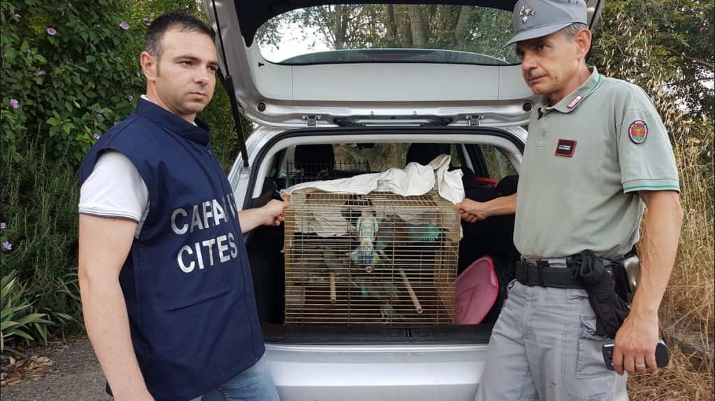 Zoomafia 2019, 510 indagati per reati contro animali: Cilento zona bracconieri