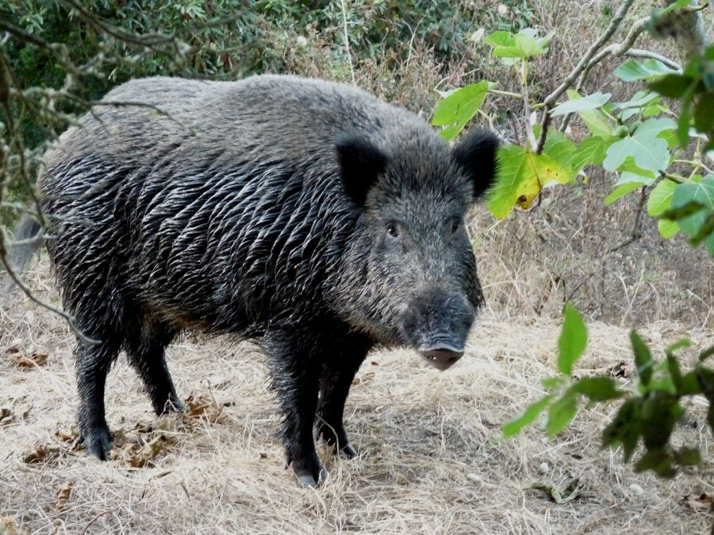 Filiera del cinghiale, Parco affida servizio di ritiro e trasferimento animali abbattuti