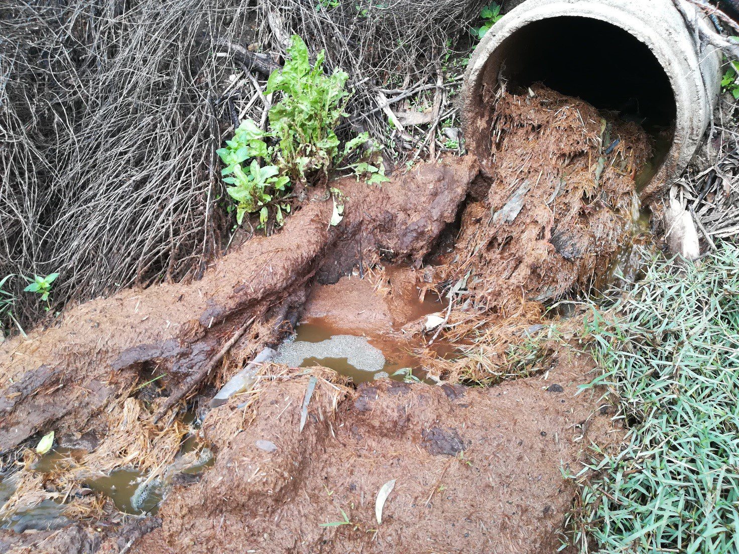 Sversamento di reflui zootecnici, sequestrata area nel Cilento