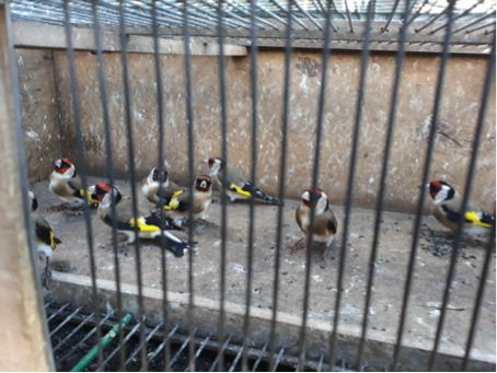 Caccia uccelli illegalmente, denunciato a Santa Marina