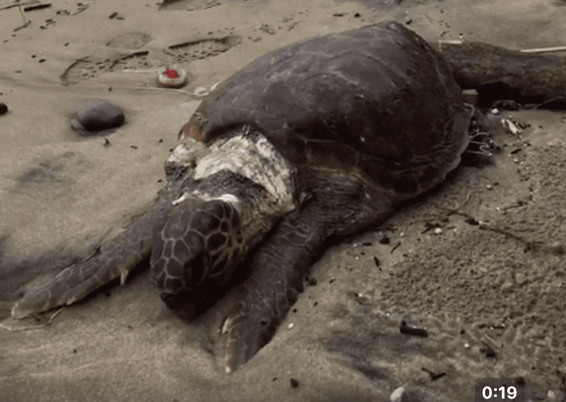 Palinuro, il mare lascia una carcassa di tartaruga sulla spiaggia