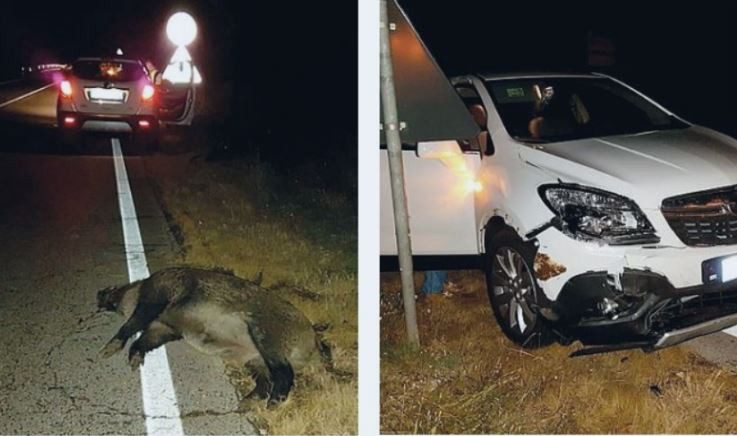 Cilento, auto contro cinghiale: paura per 45enne