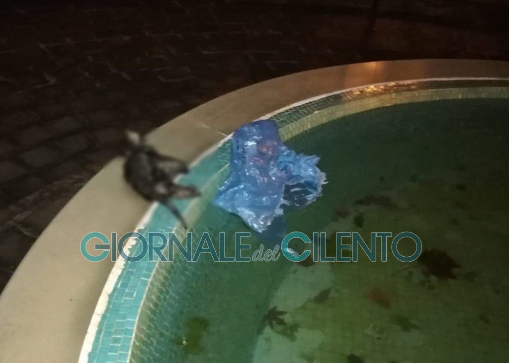 Orrore in Cilento, gattino chiuso in busta e gettato in piscina