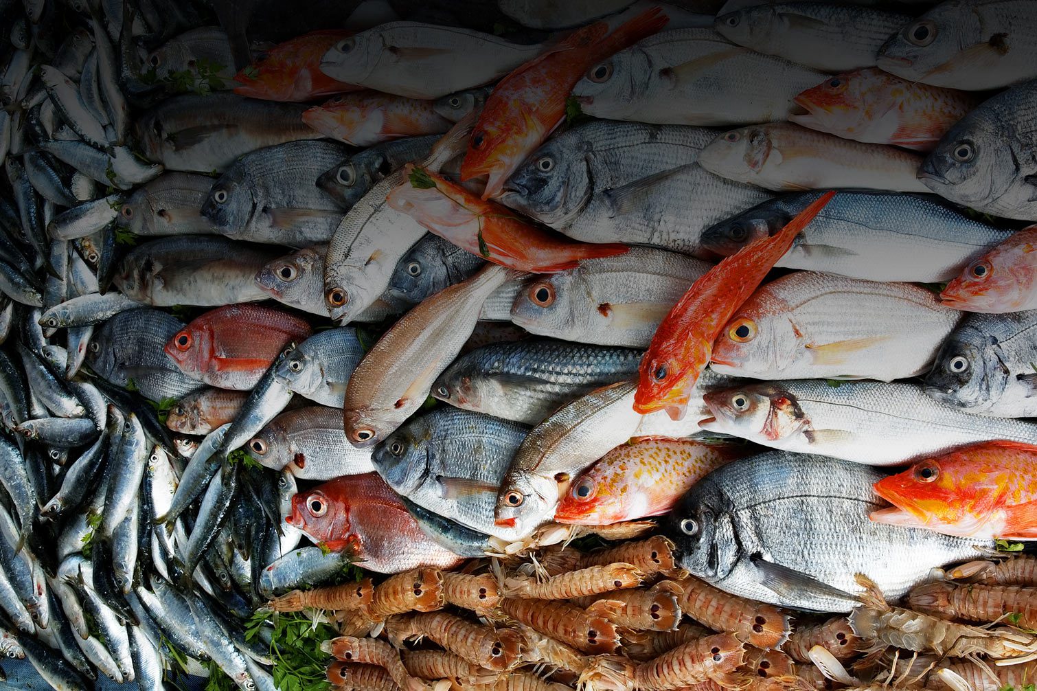 Capodanno, addio aragoste: pesce azzurro Cilento su tavole italiani