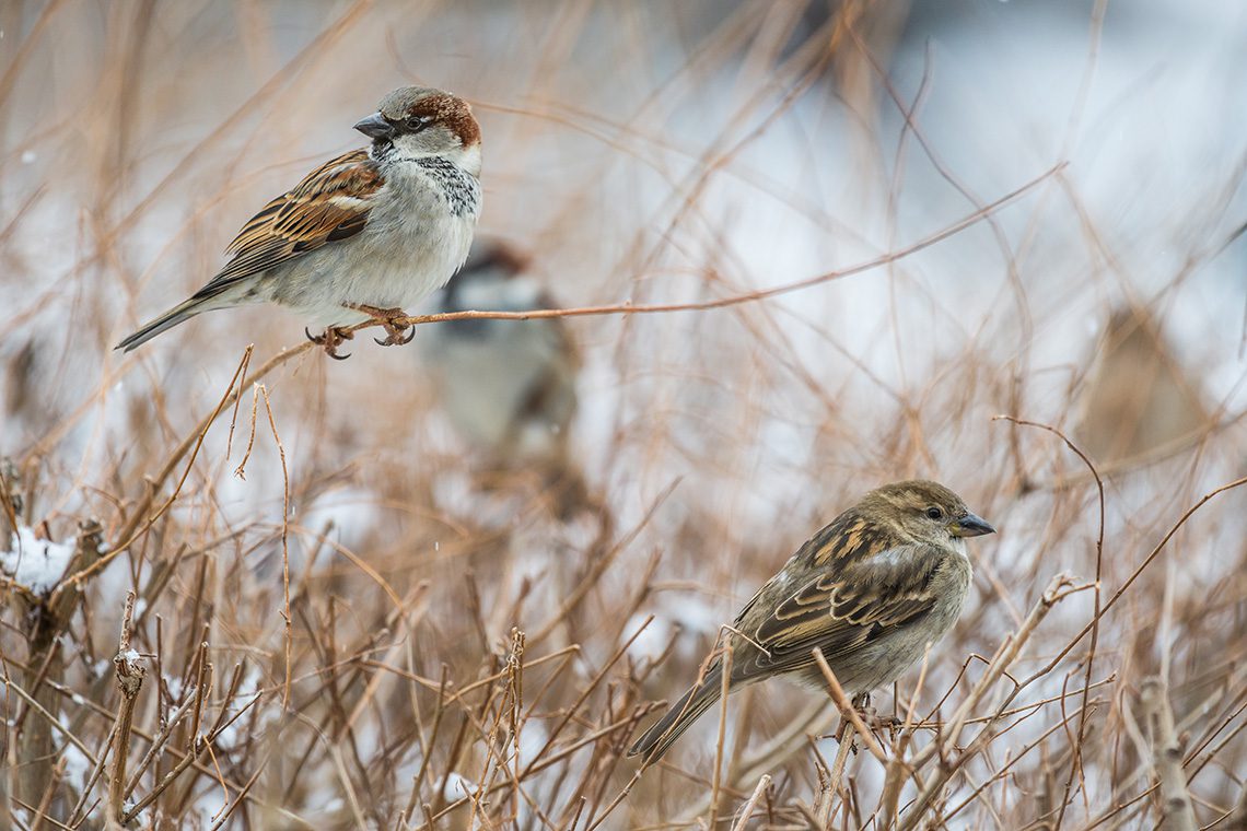 Botti Capodanno, rischio per dieci specie uccelli