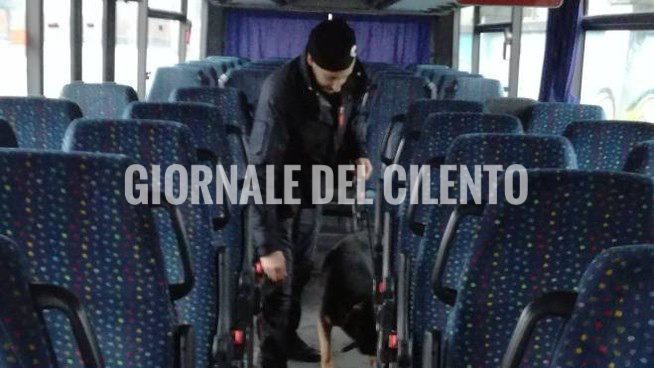 Cilento, pastori tedeschi su bus scuola per cercare droga