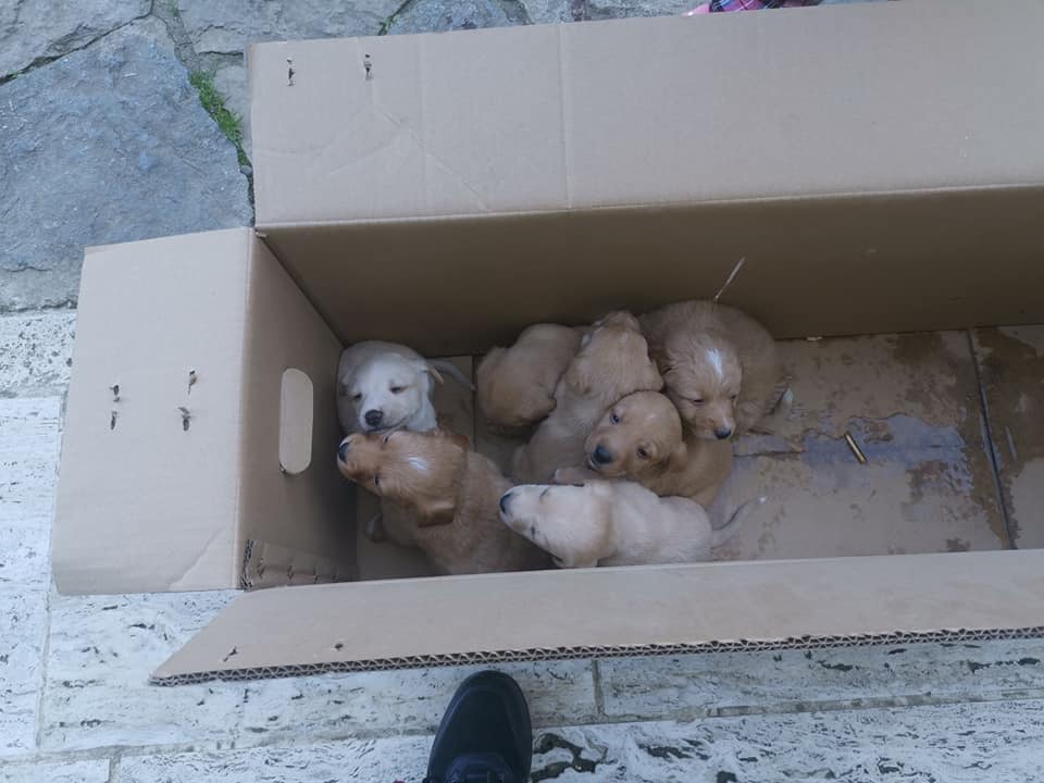 Cilento, sei cuccioli abbandonati in uno scatolone