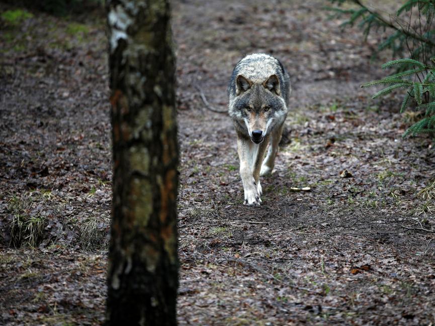 Lupi nel Parco del Cilento, l’ente: «Nessuna immissione nè ora nè in futuro»