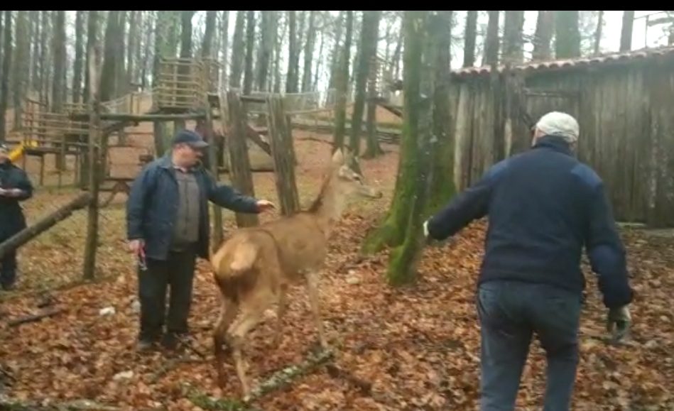 Cerva sequestrata ora torna libera nei boschi del Vallo di Diano