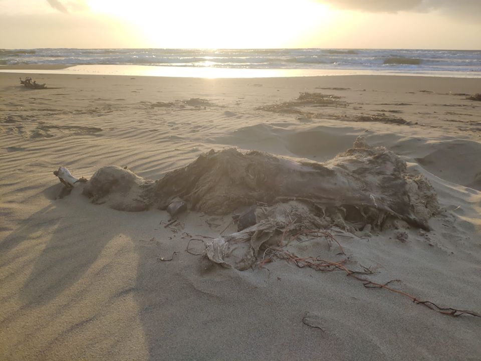 Capaccio, carcasse di bufale sulla spiaggia
