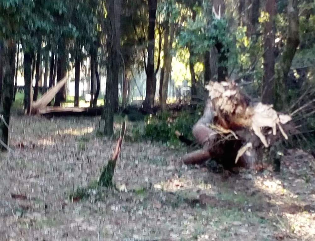 Forte vento, cadono alberi della Certosa di Padula