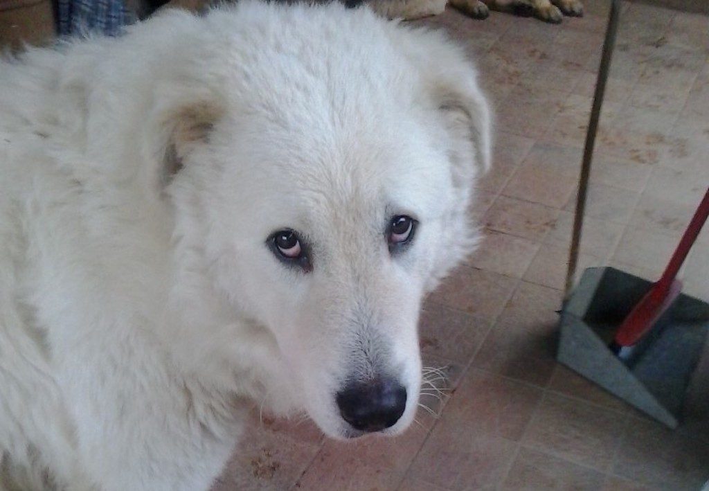 Mille euro per restituire il cane rubato: confermata condanna ad allevatore del Cilento