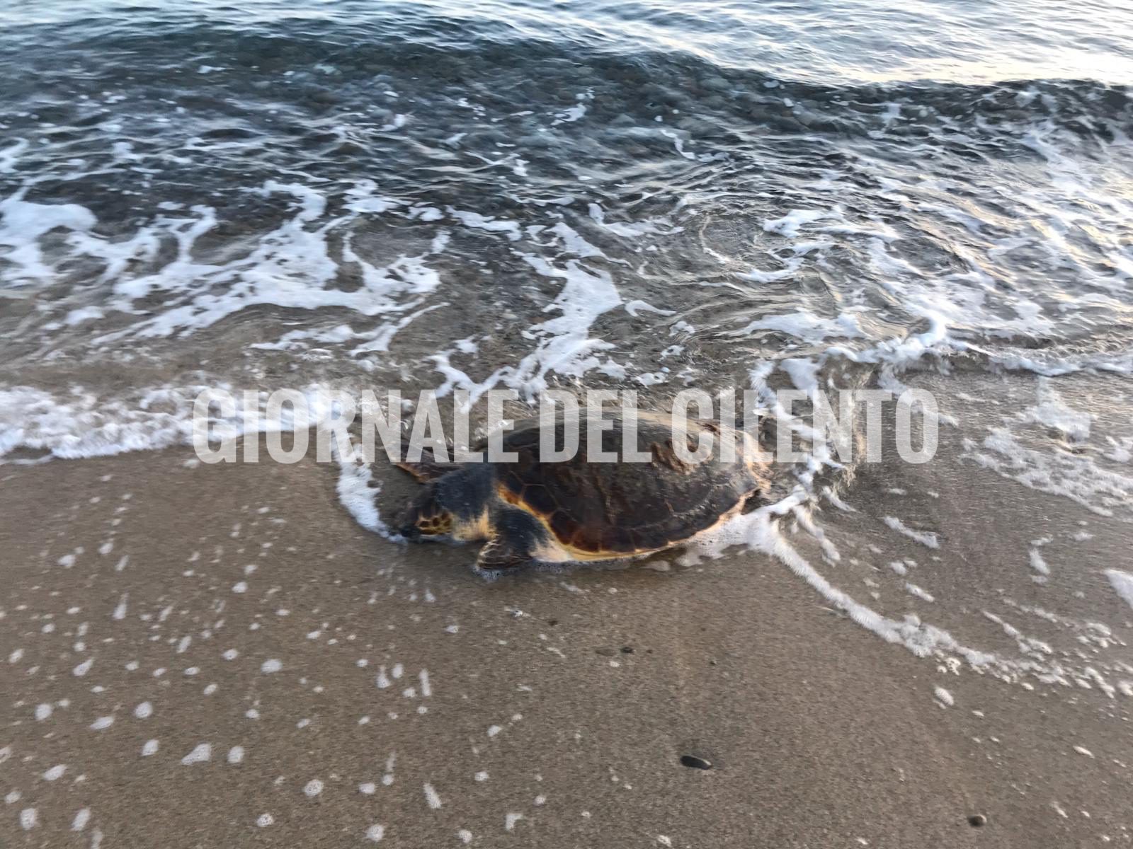 Montecorice, il mare porta una tartaruga morta sulla spiaggia