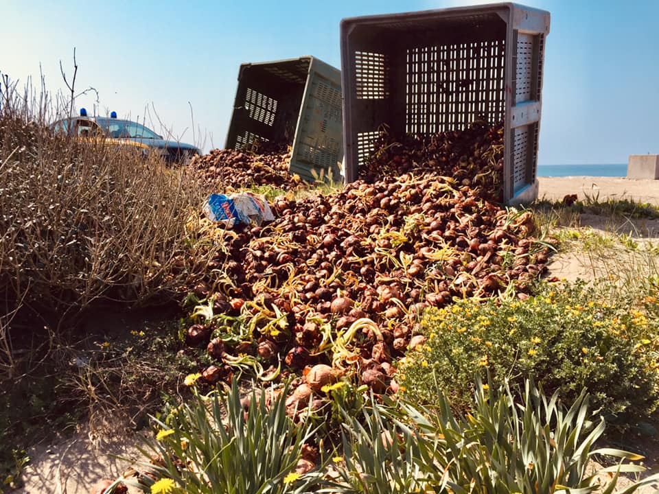 Cilento, centinaia di cipolle abbandonate in strada