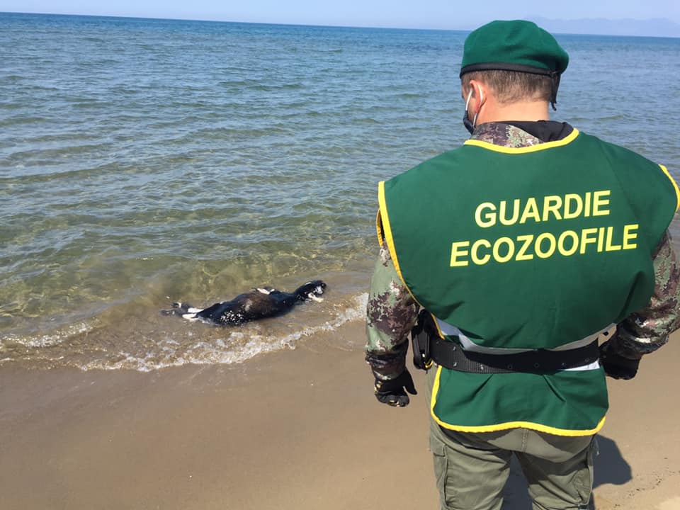 Cilento, recuperata carcassa di animale in spiaggia