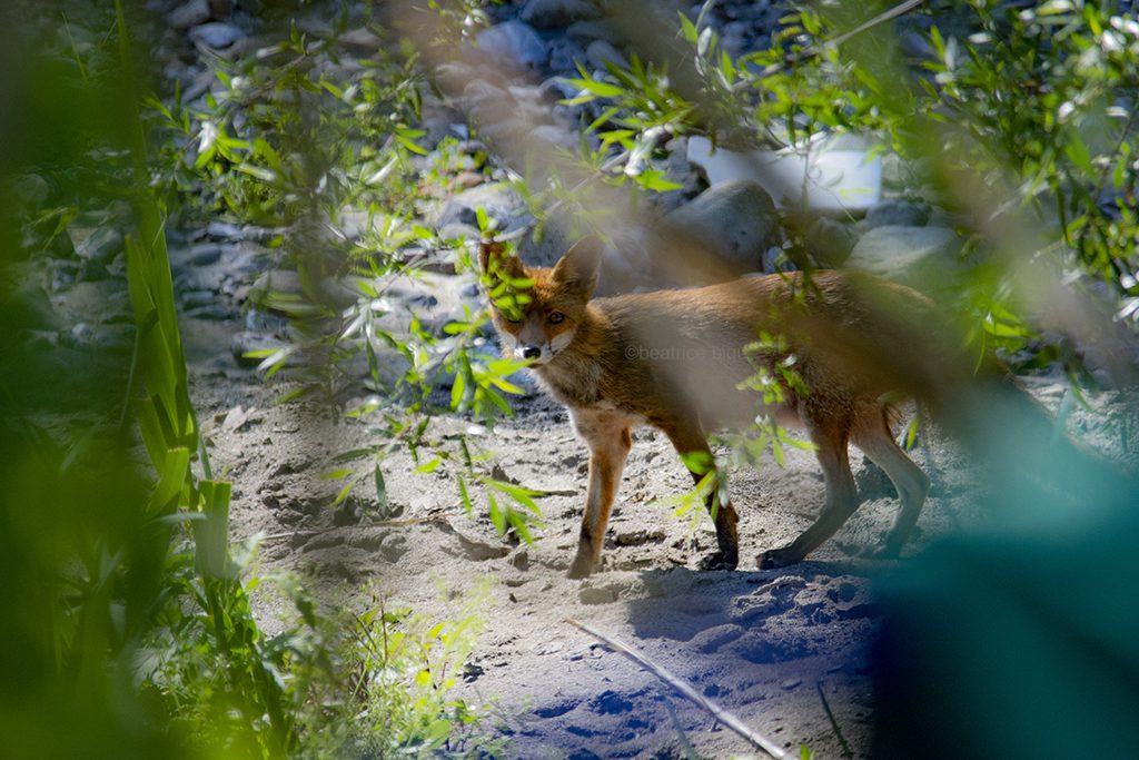 Palinuro, premiata la quarantena alternativa della fotografa naturalista