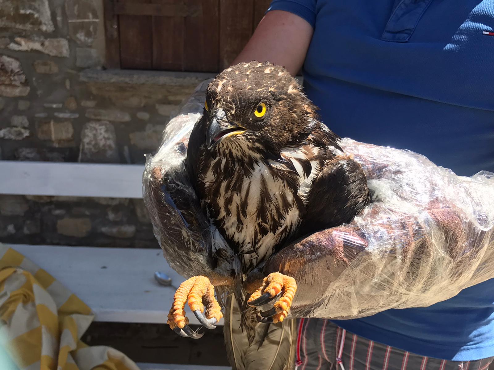 Cilento, pescatore salva rapace in mare