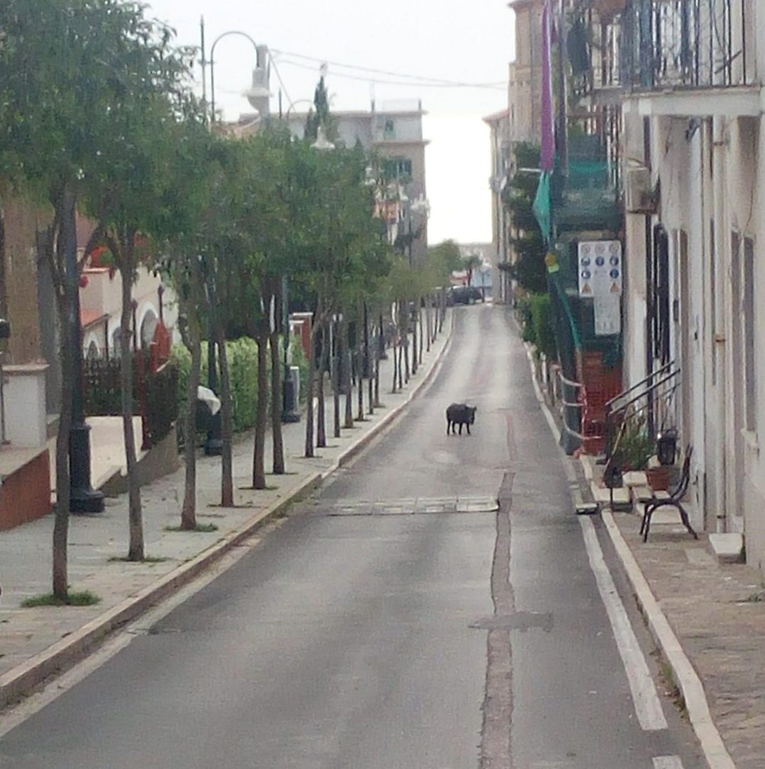 San Marco di Castellabate, cinghiale passeggia in pieno centro urbano