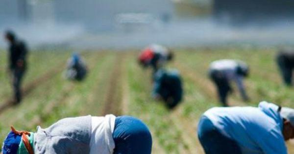 Lavoro nero e caporalato, Caritas e Fai Cisl aprono sportello nel Vallo di Diano