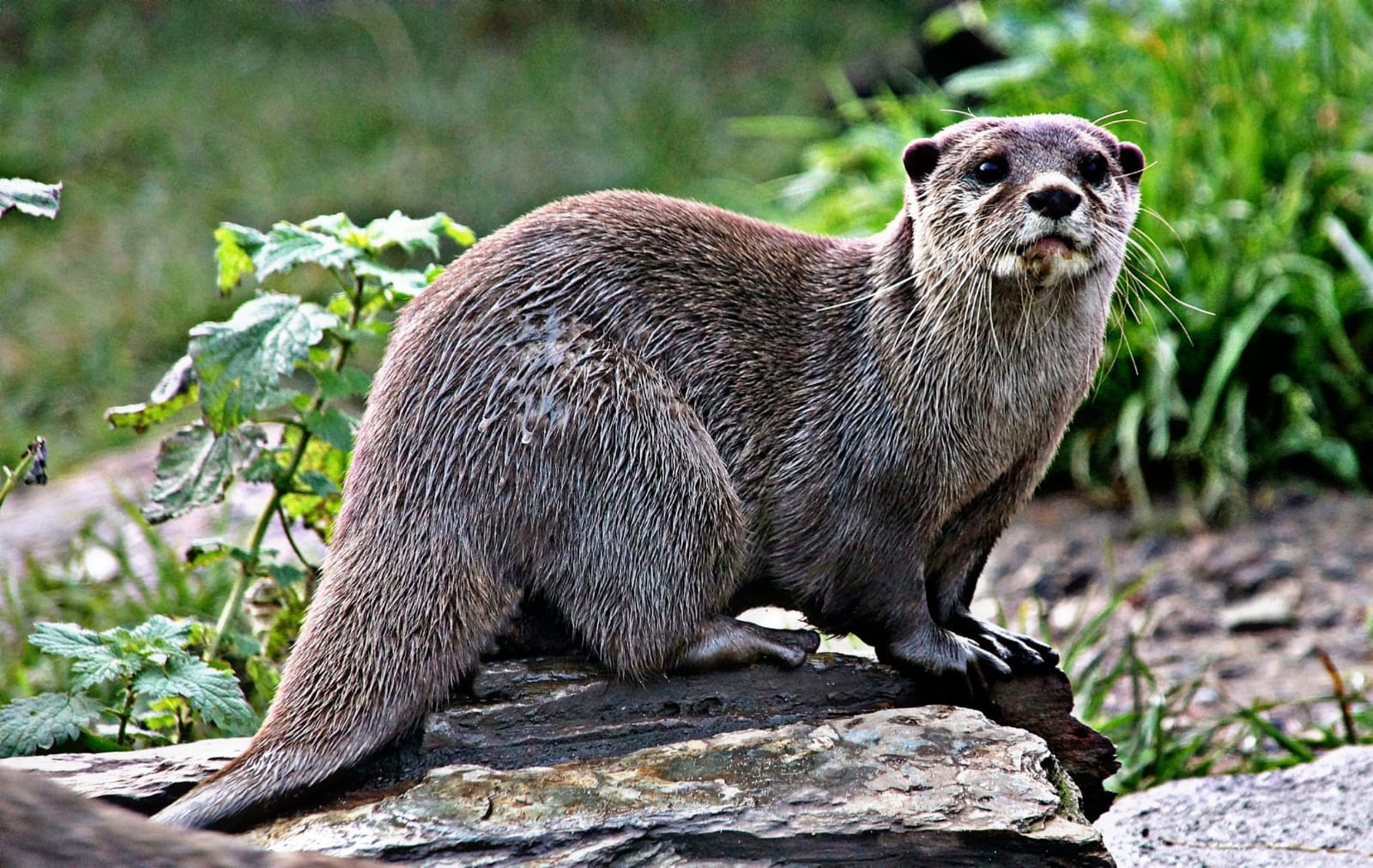 Biodiversità, il regno della lontra è il Cilento