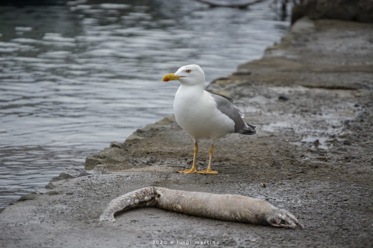 Una murena per merenda, la ricreazione del gabbiano sul porto di Camerota | FOTO