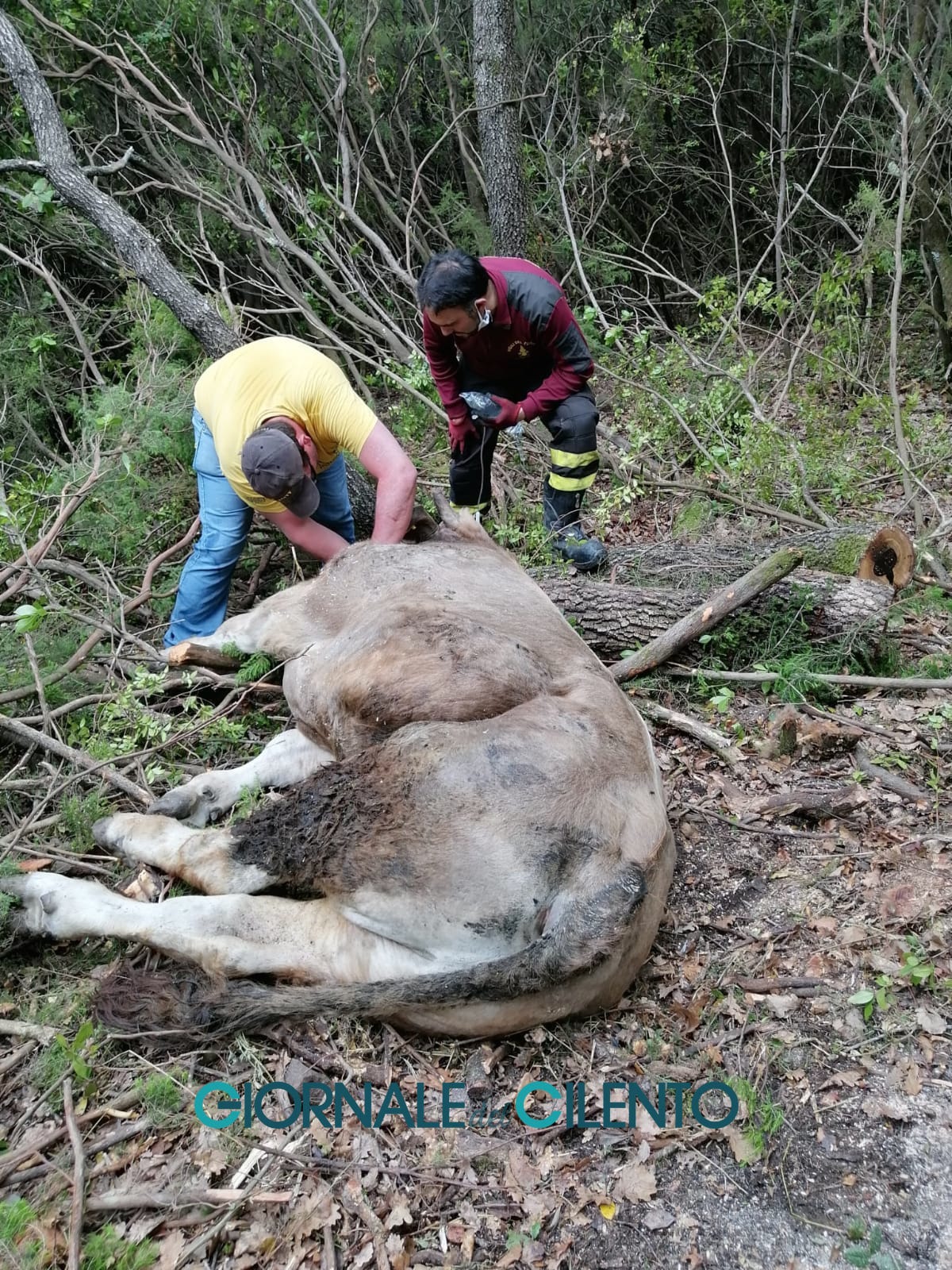 Morigerati, mucca dispersa da giorni salvata da elicottero dei Vigili del fuoco